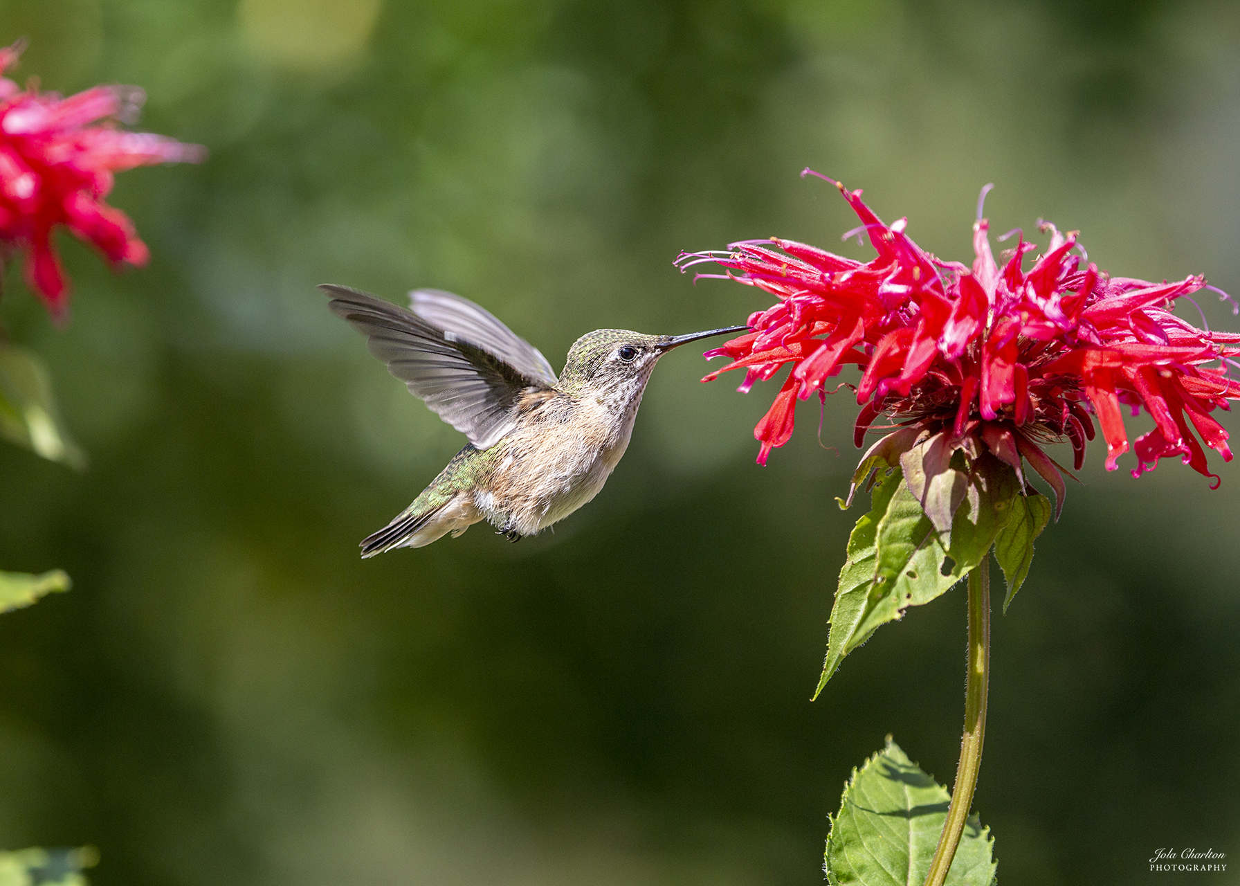 Calliope Hummingbird and Bee Balm | Shutterbug